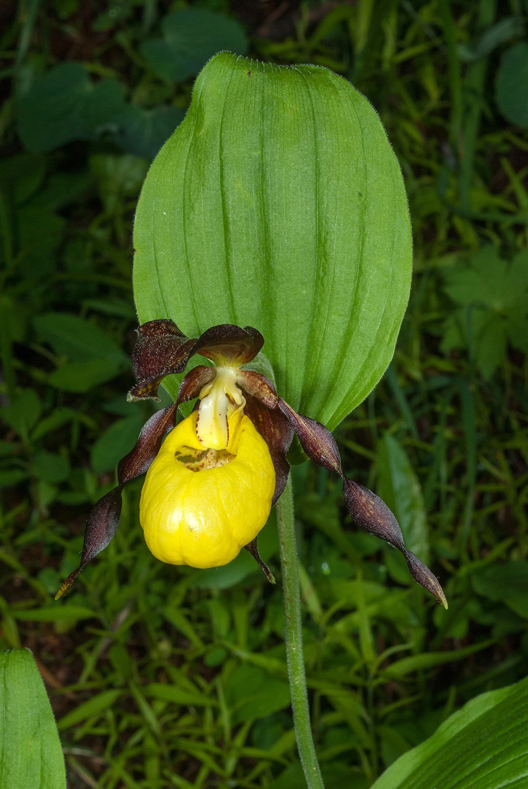 Photo Maurizio Broglio - Cypripedium calceolus